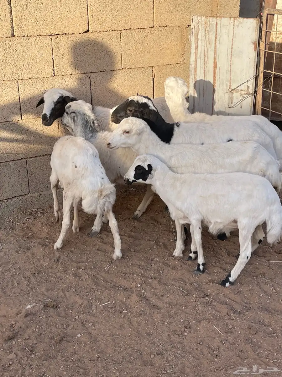 بهم رفيدي 0