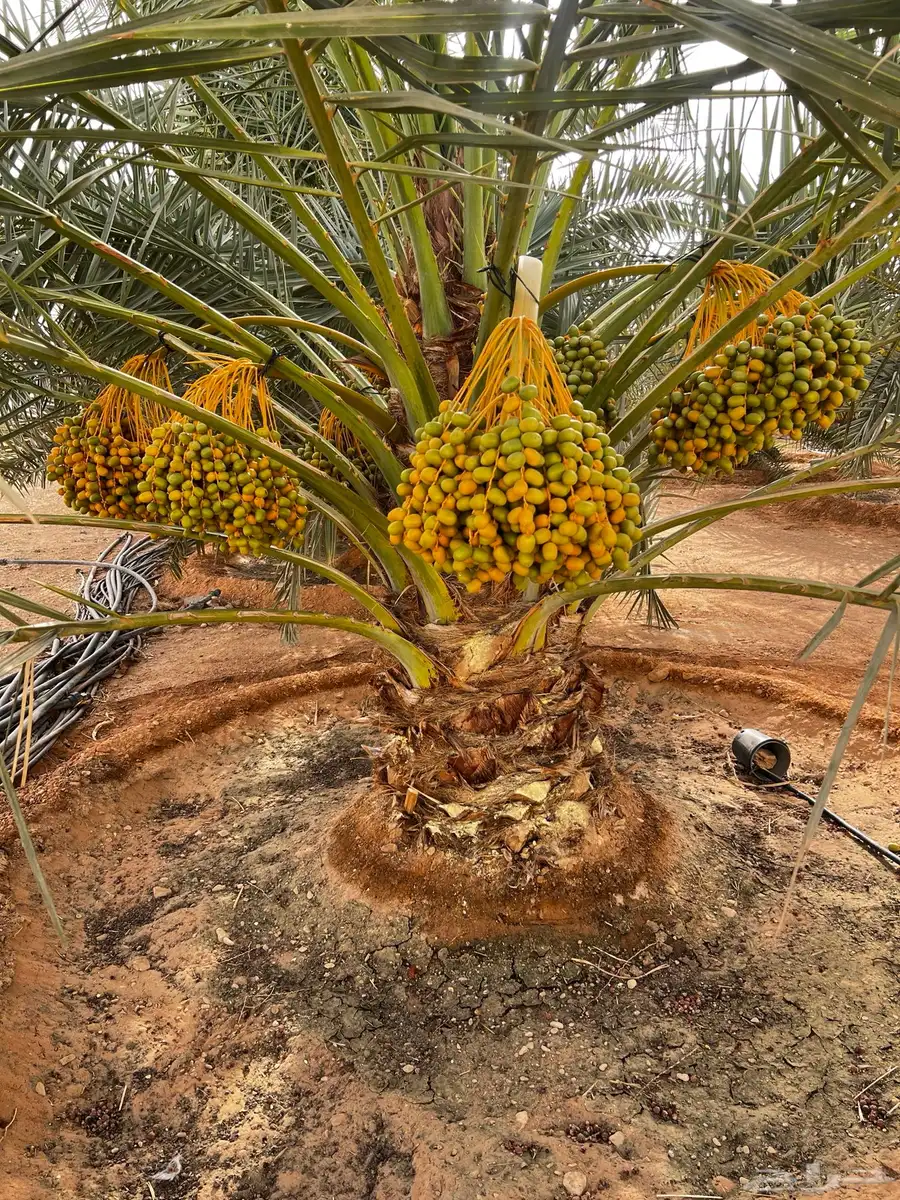 نخل للبيع اخلاص صقعي هلالي نبت سلطان برحي سكري مصيفه نخيل 5