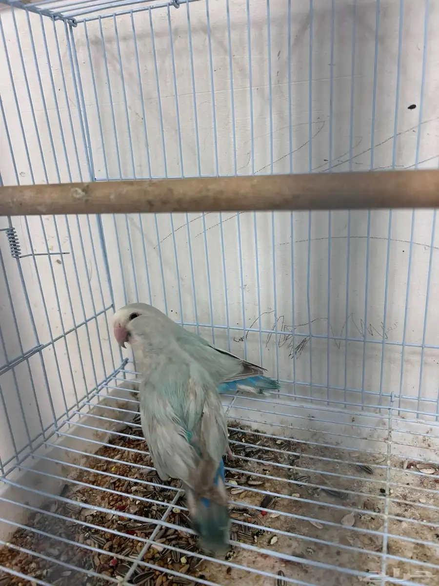 جوز روز 2
