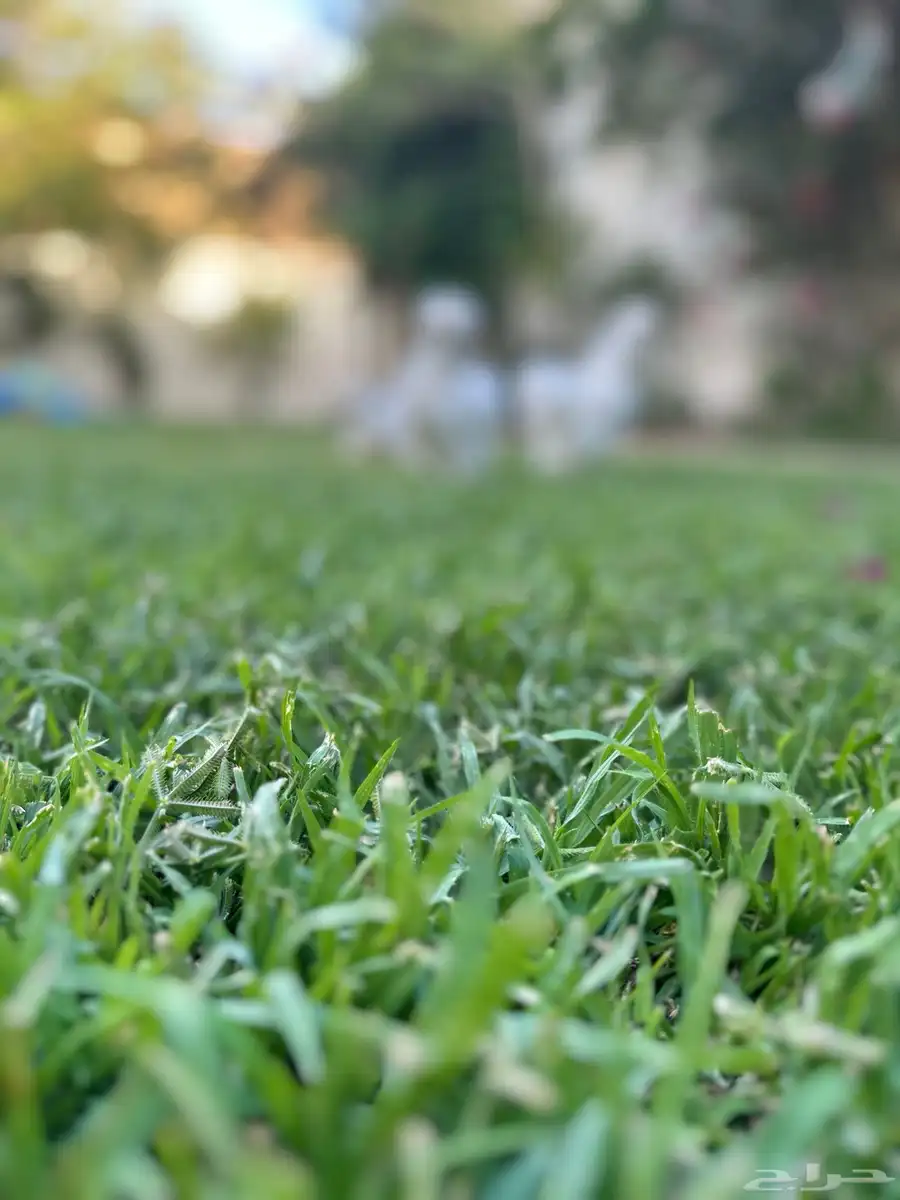 للبيع دجاج قطني ديك ودجاجتين 7