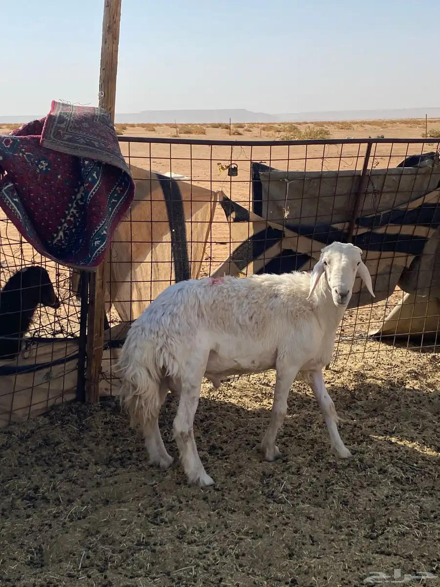 فحل حري مشروط 4