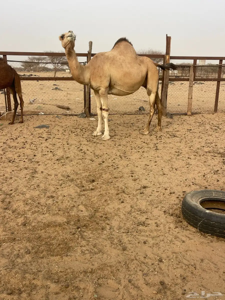 ناقه لقحه 0
