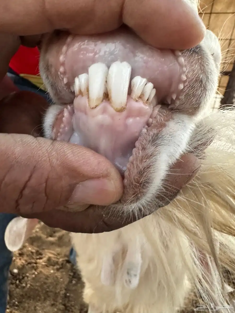 ايس فحل ابيض 2