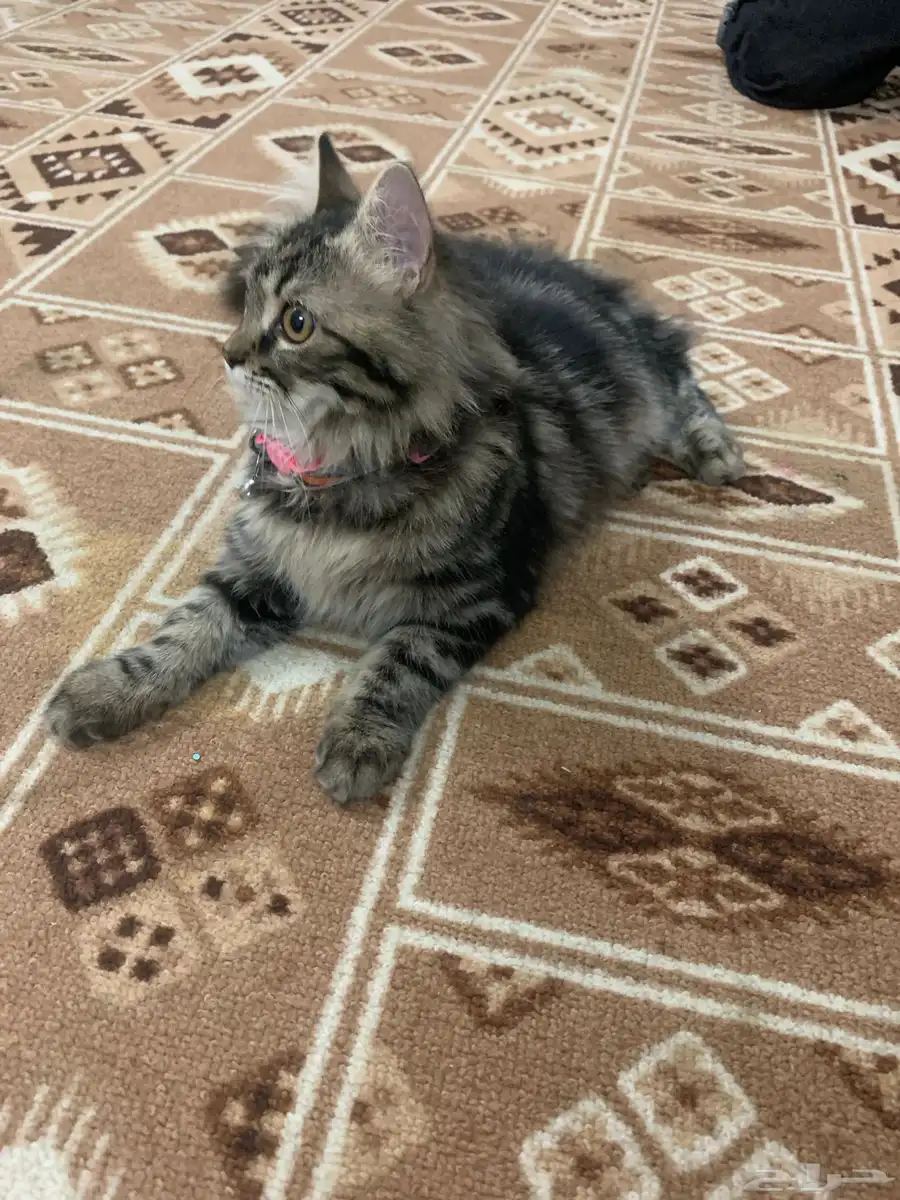 قطة للبيع شيرازيه معاها شهاده ميلاد 1
