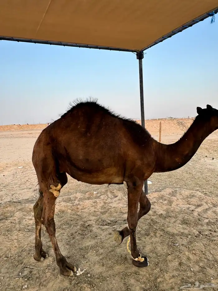 قعود مجهم مفرود 3