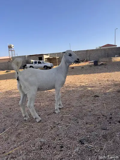 جفره مندي 5