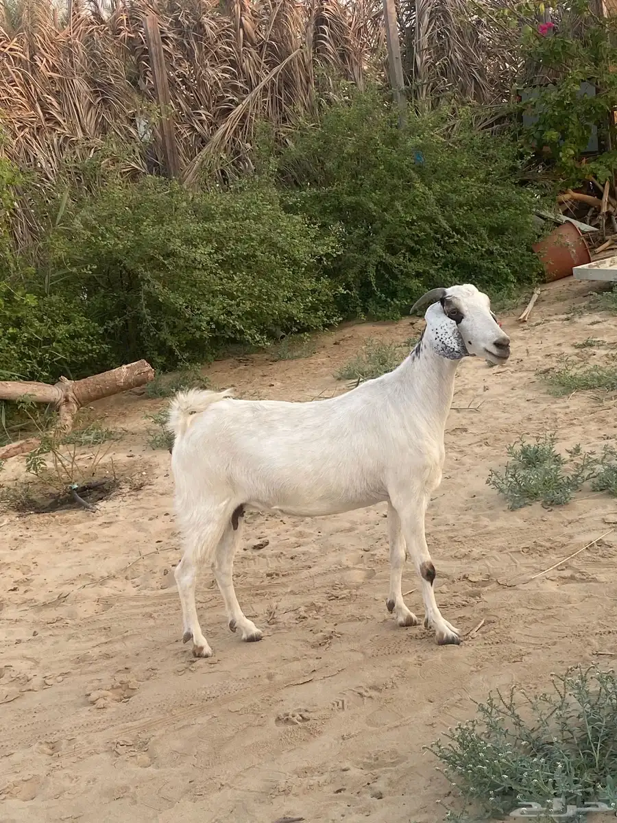 ماعز بيشية 1