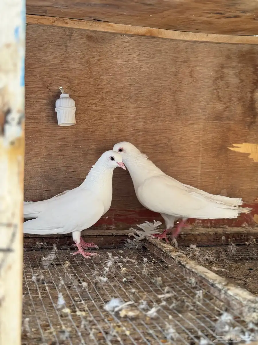 جوز صنعاني بينو index