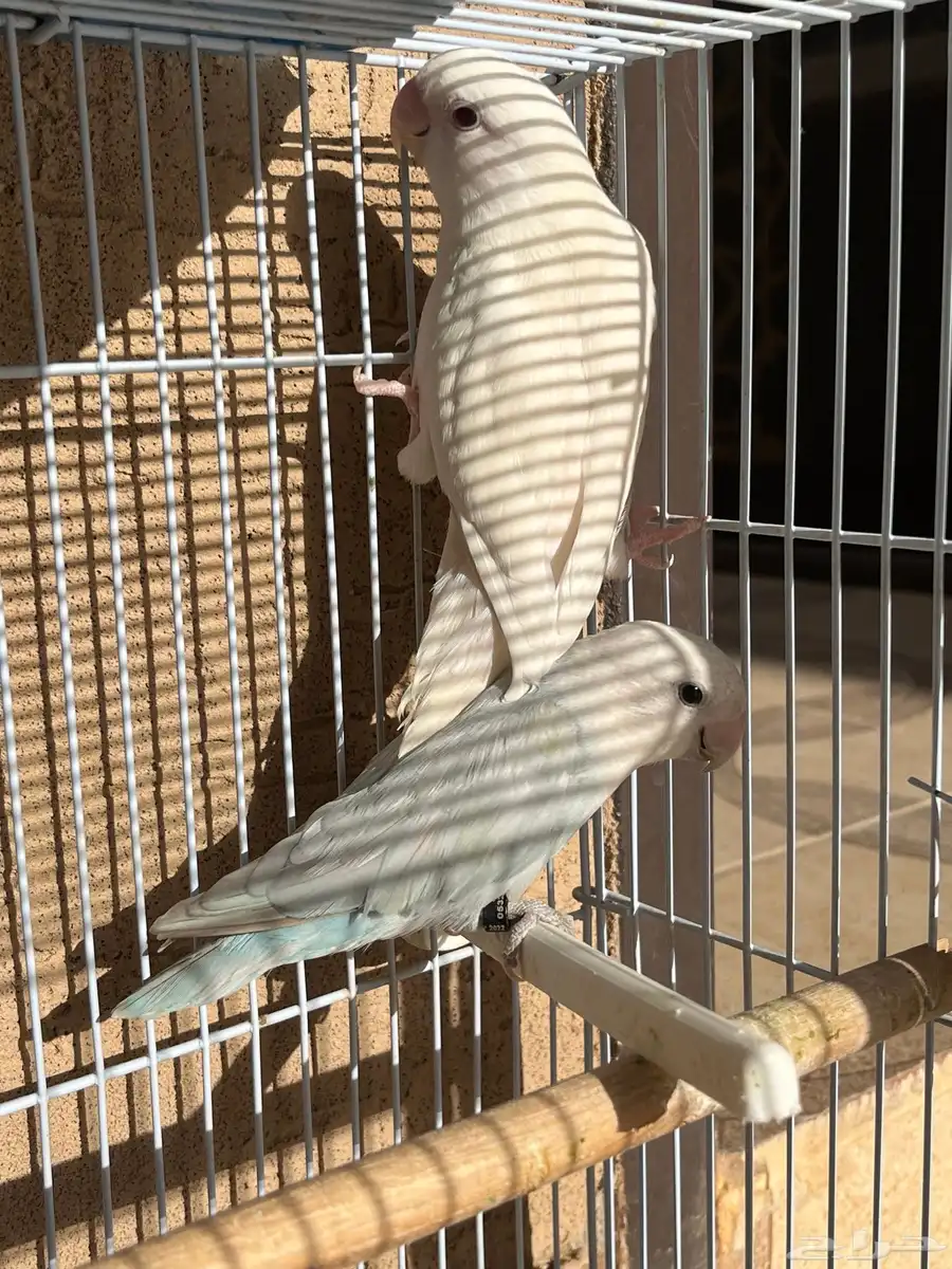 روز 1