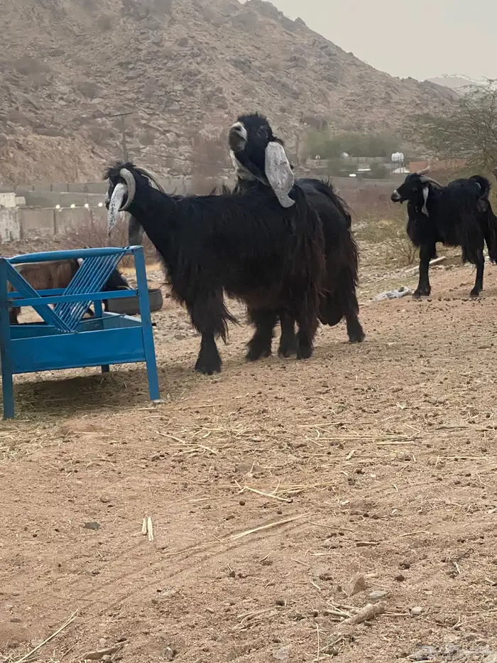 تيس فحل عارضي 6