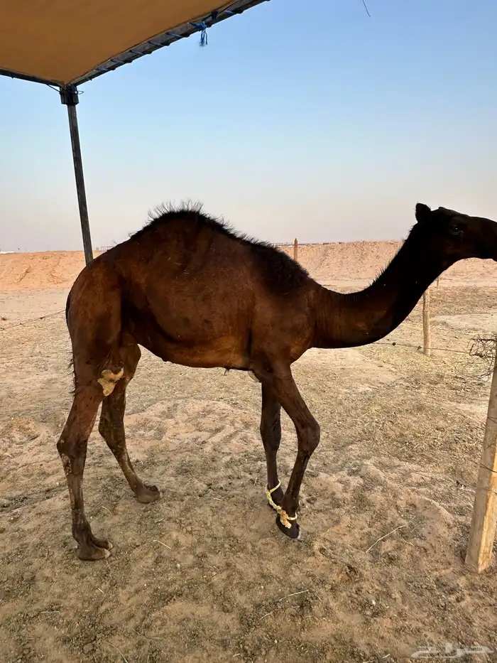 قعود مجهم مفرود 2