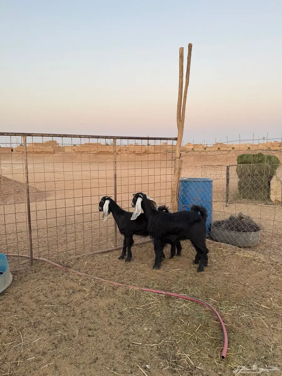 معزاء مواليد 4