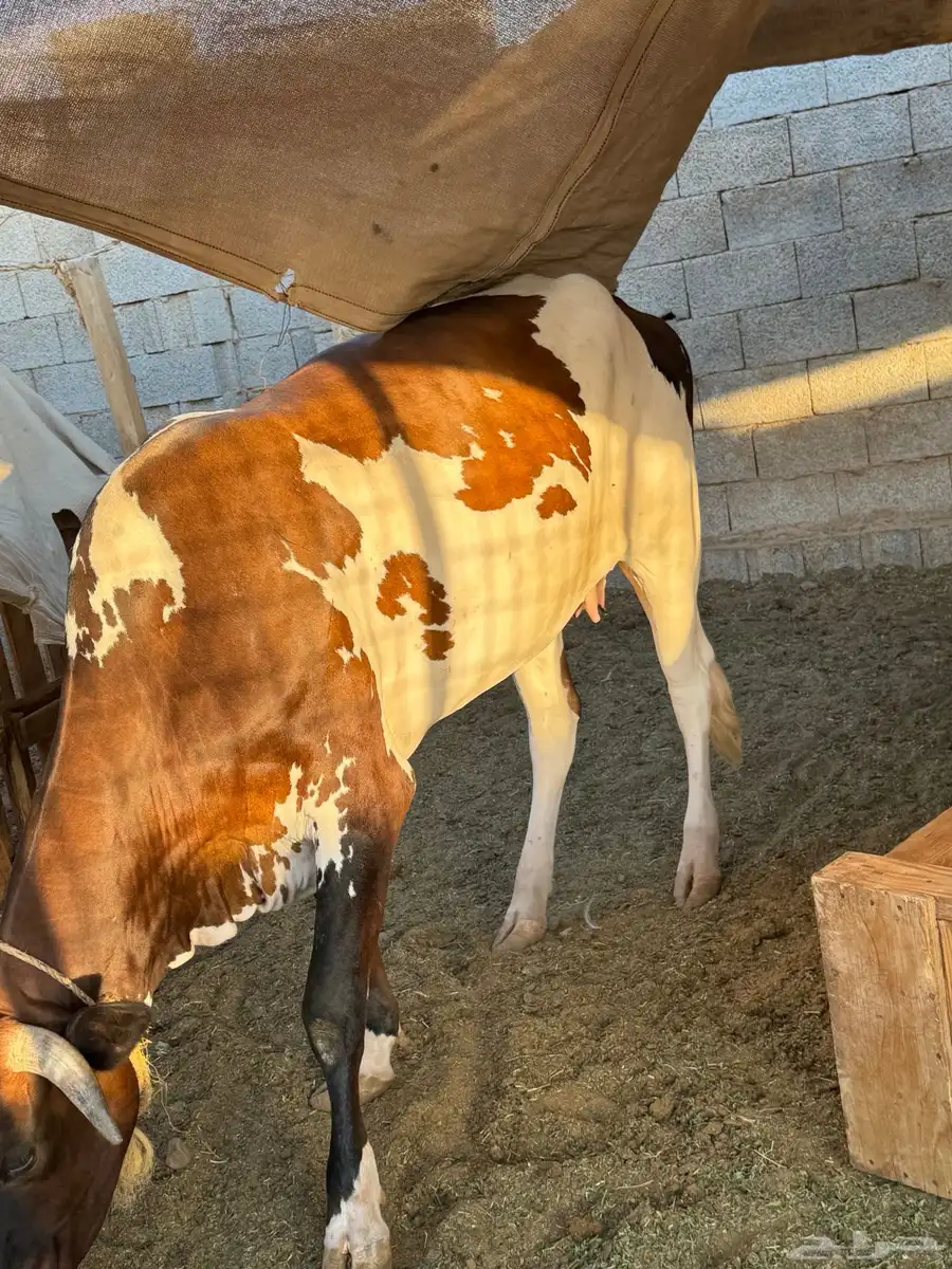 بقر هولانديات 4