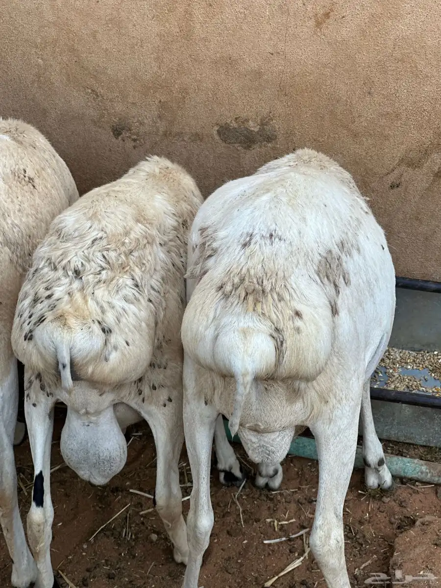 برابر جذعان مرآبي طب وتخير 2
