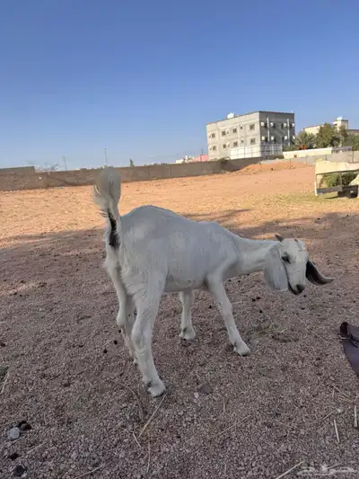 جفره مندي 3