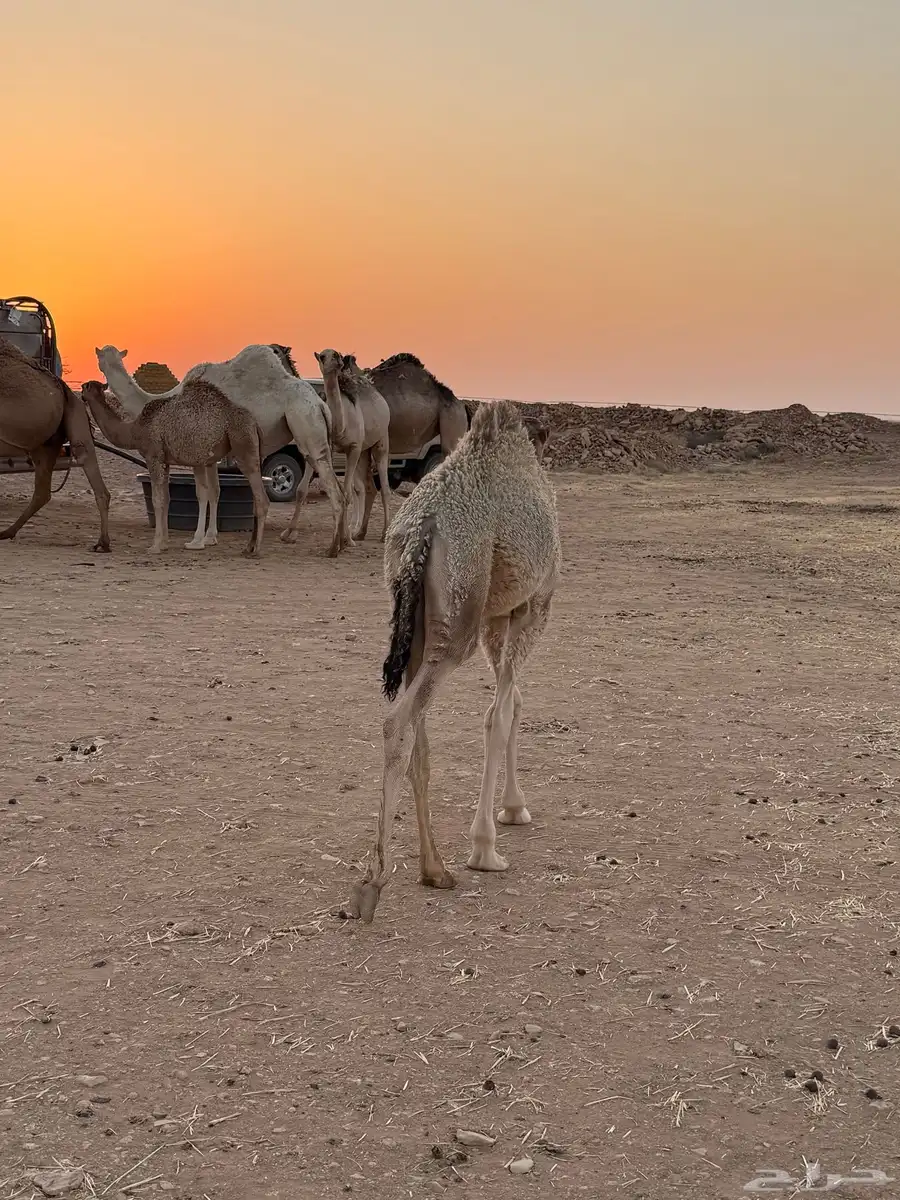 للبيع قعود لباني 0