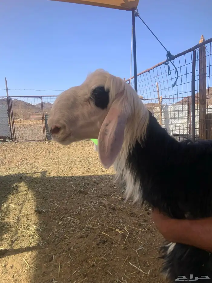 ذبيحة نجدي 0