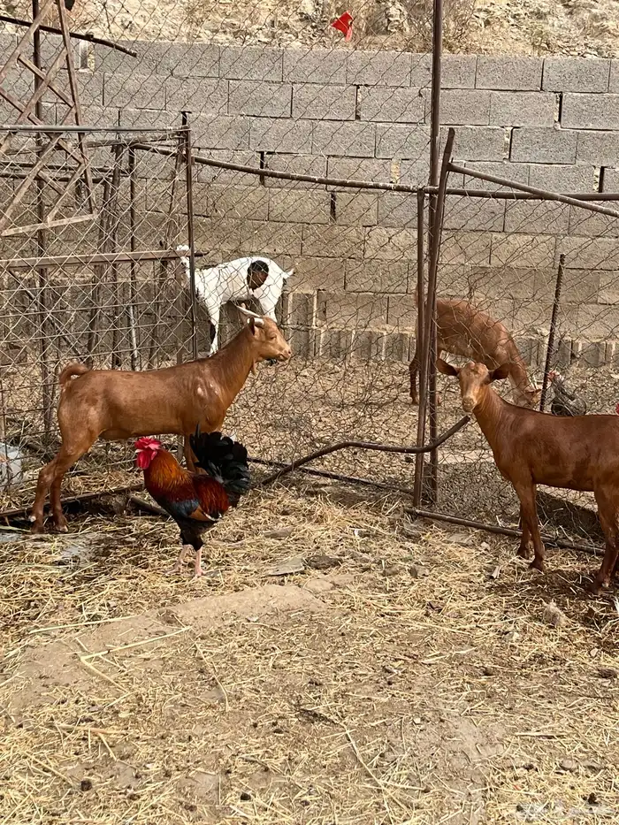 تيس و خبشه 0