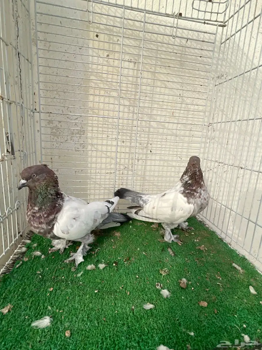 حمام ايراني 2