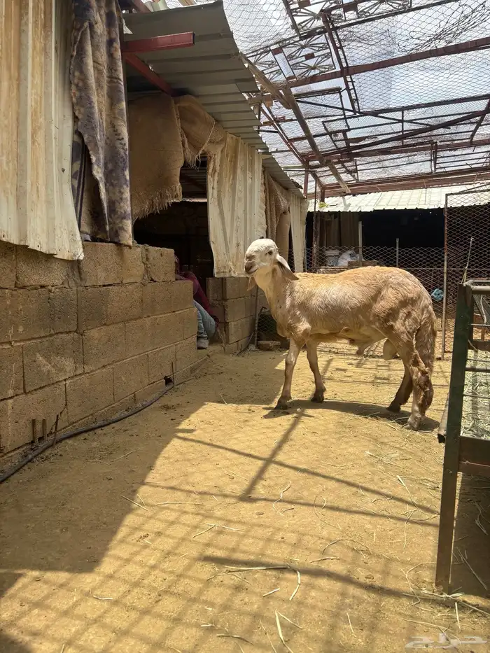 درمانيات مع فحلها 5
