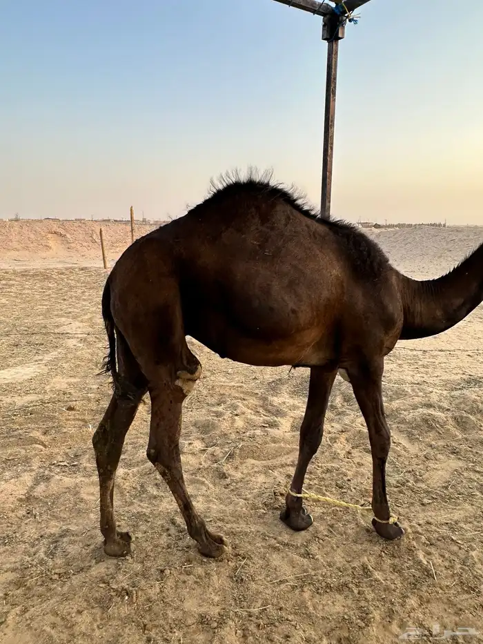 قعود مجهم مفرود 0