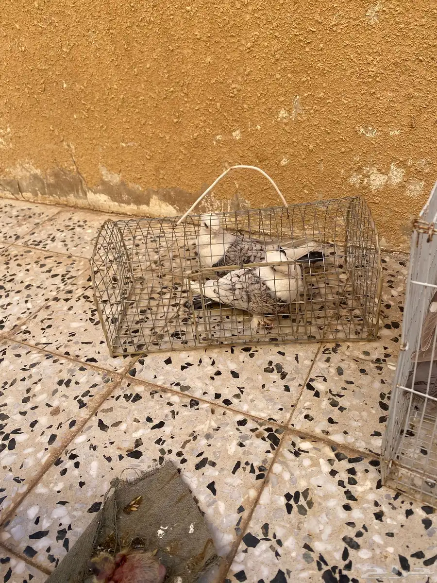 للبيع حمام صحة شرط 1
