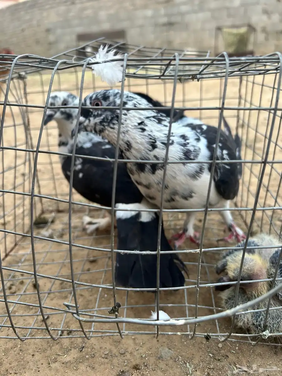 حمام مشكل نضيف من إلا مراض 6