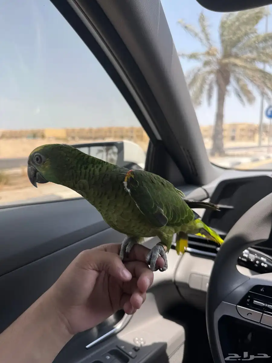 بغبغاء امزوني بلو فرونتد 4