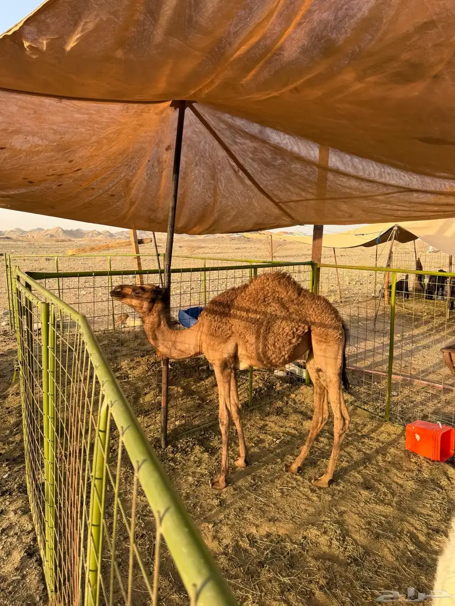 ناقة خلفه حمرا 3