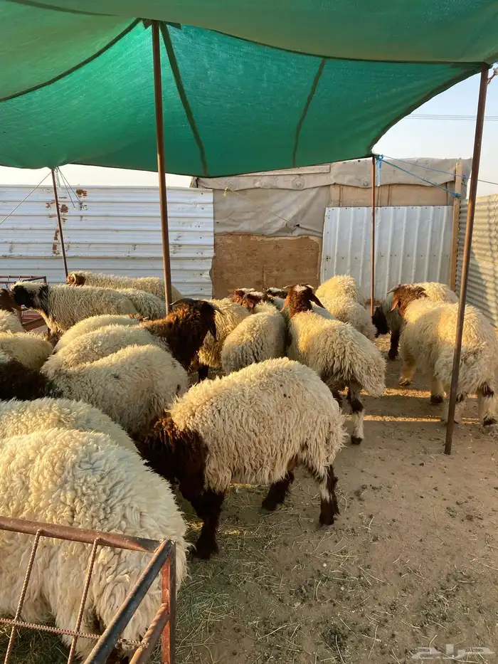 ذبائح طيبه للبيع 2