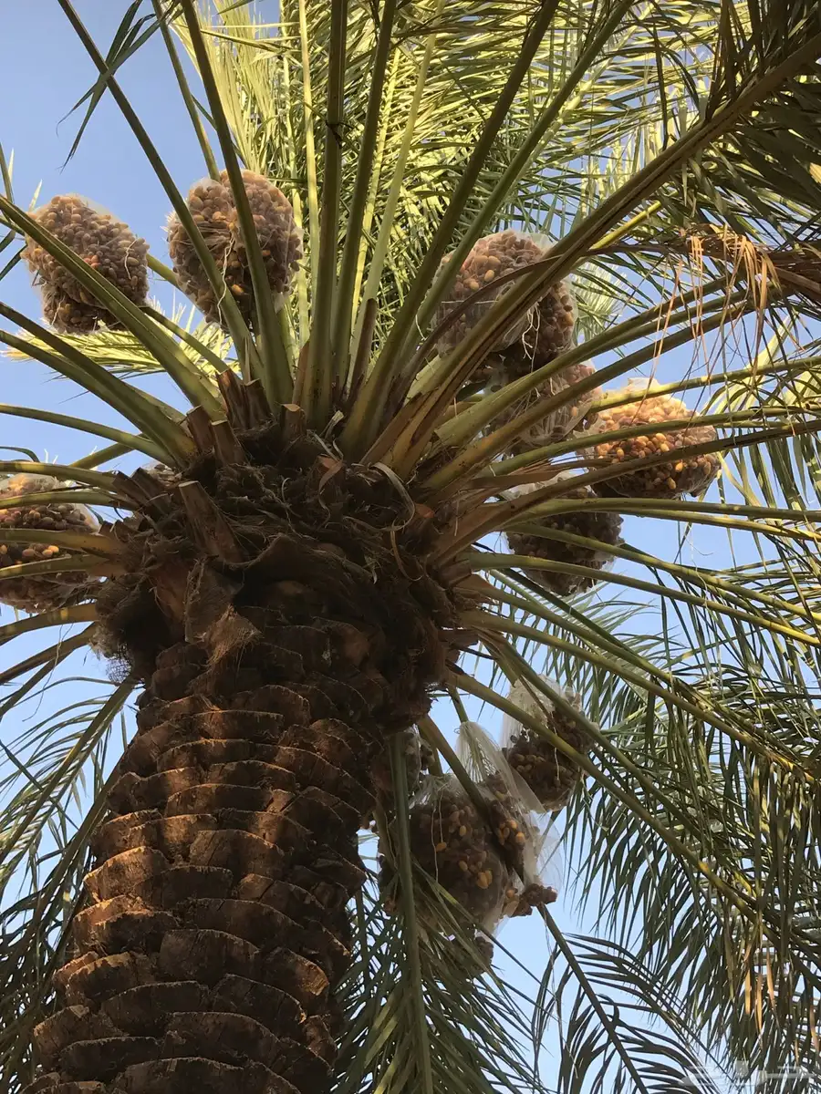 ثمر صقعي فاحر جدا للبيع عدد 100 نخلة المزاحمية 10