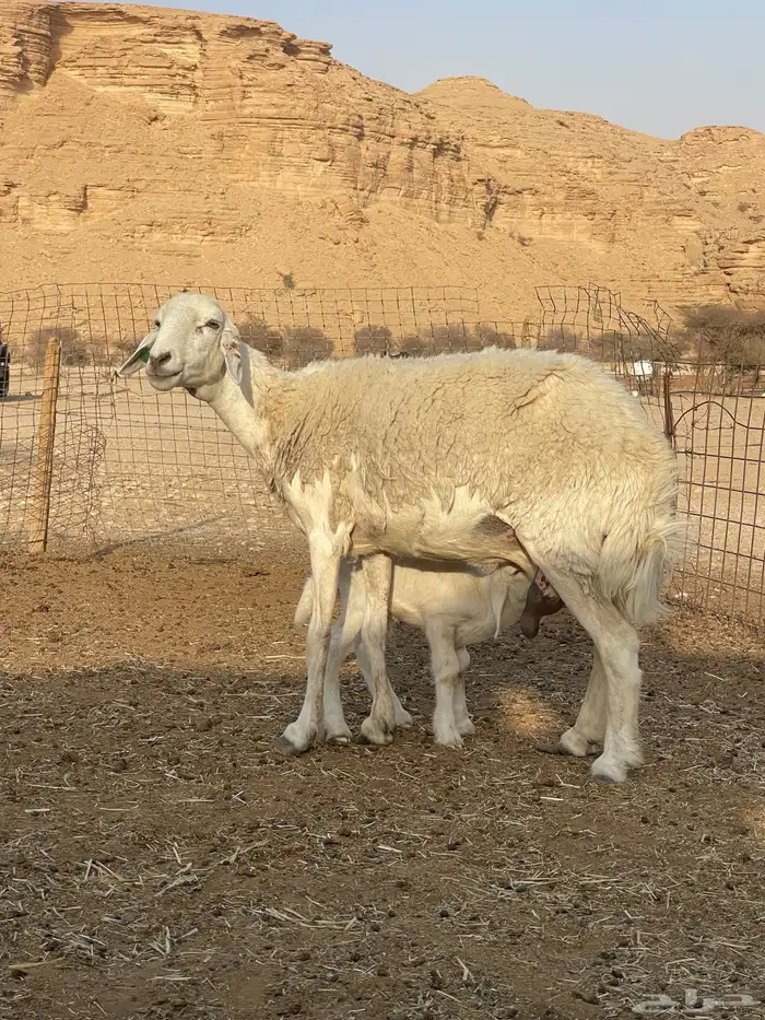 شاه حريه متبع 2
