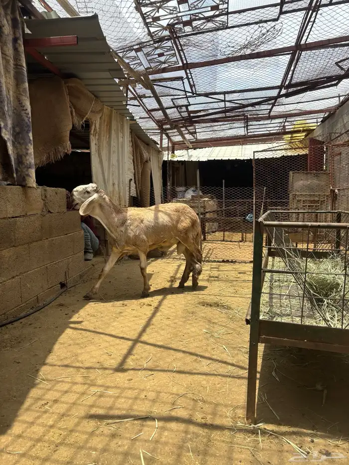 درمانيات مع فحلها 4