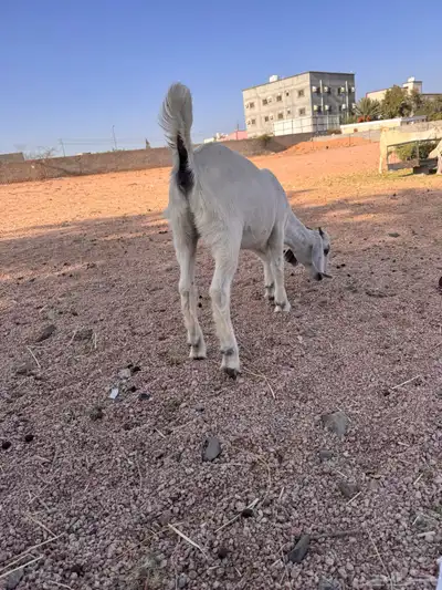 جفره مندي 0
