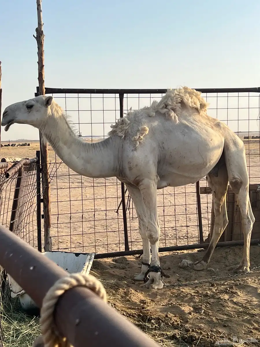 عرض لكم قعود اصله صاهود 0