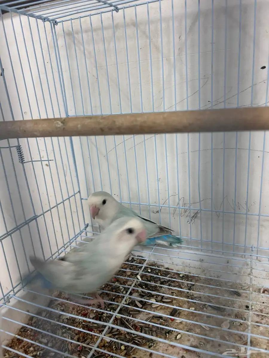 جوز روز 4