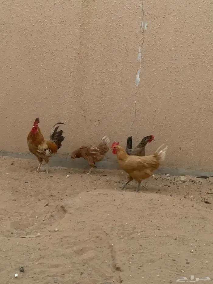 طقم دجاج تركي بياض 0