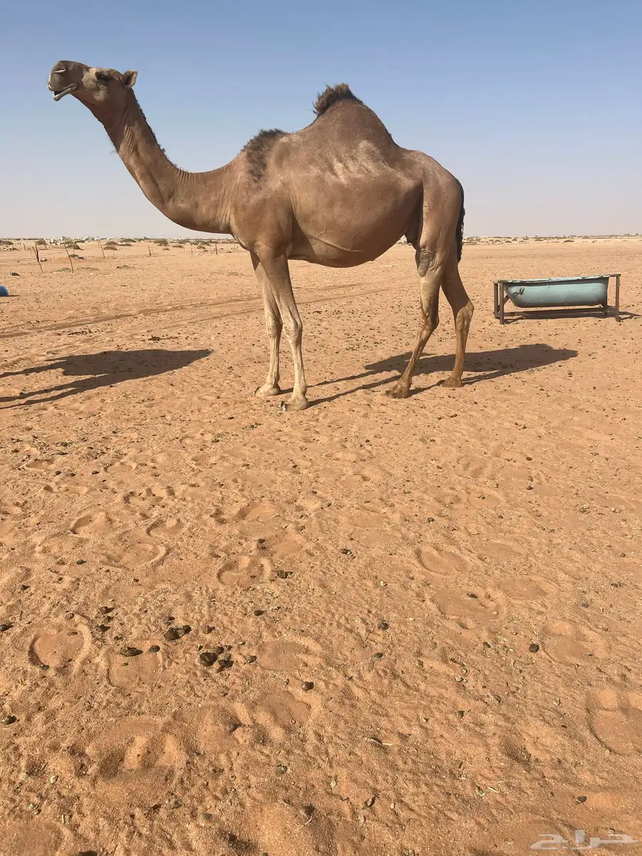 حمراء طيبه 1