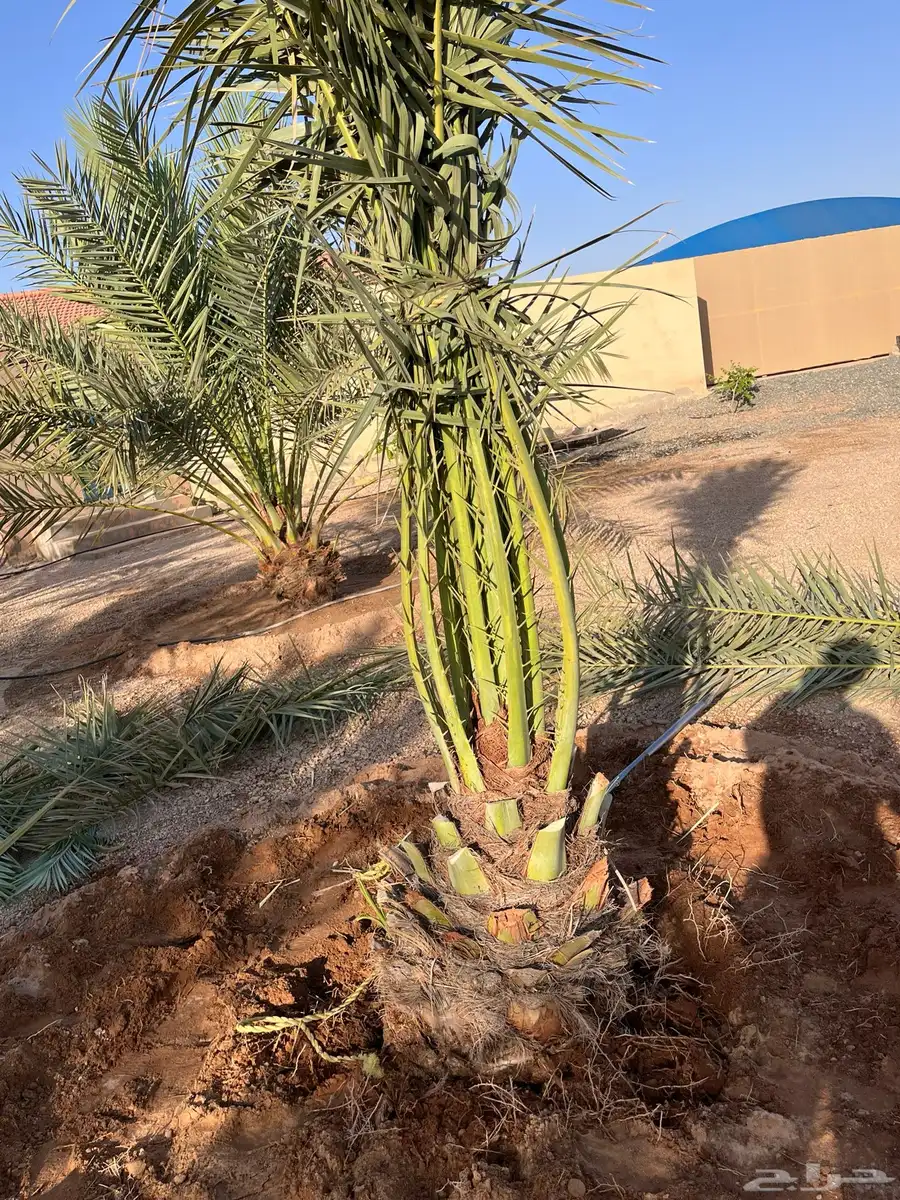 نخيل للبيع صقعي ومجدول حوشانه وشرازيه 3