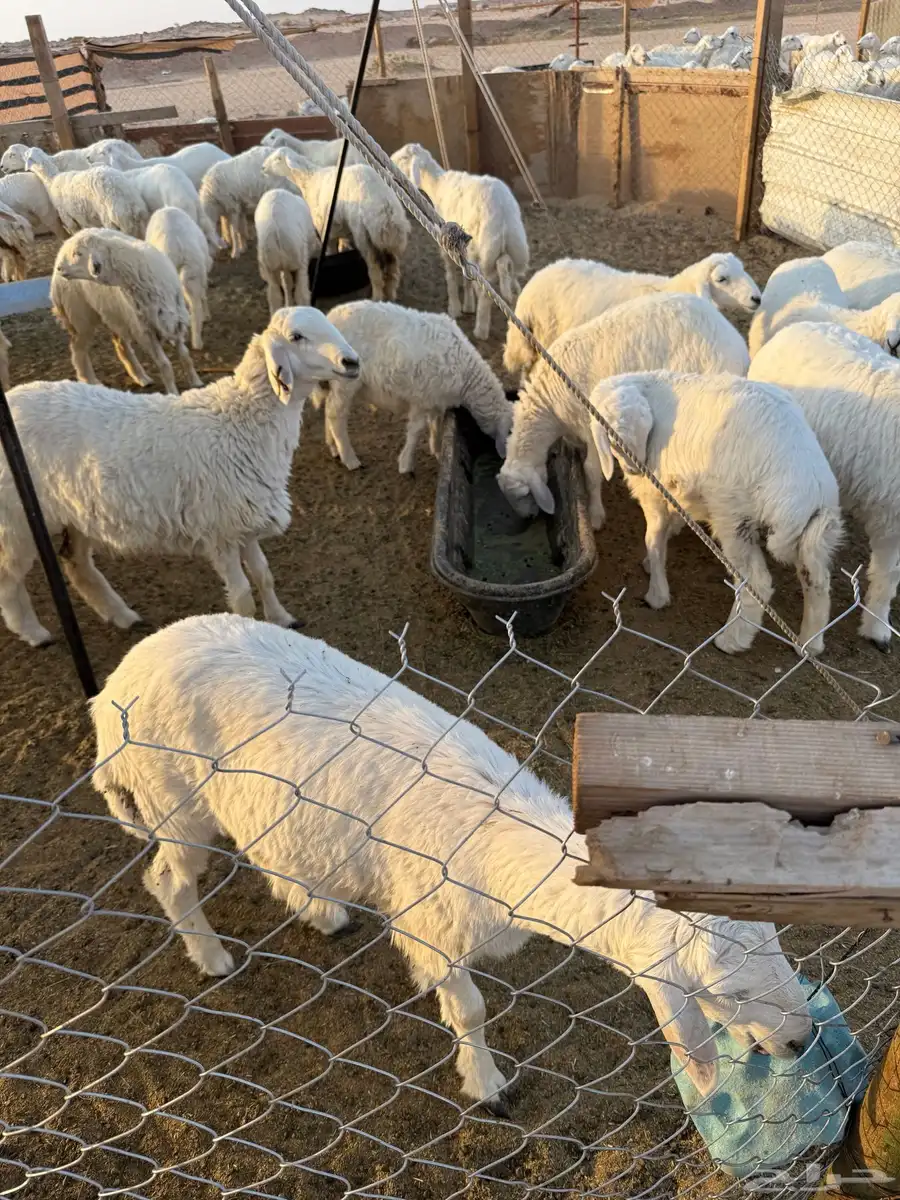 للبيع غنم حريات وسواكن وتيوس 1
