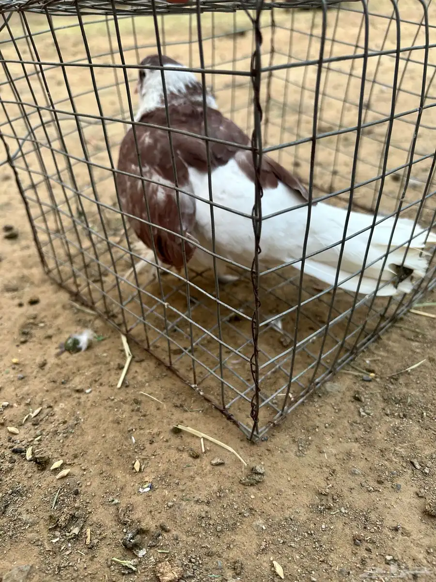 حمام مشكل نضيف من إلا مراض 14
