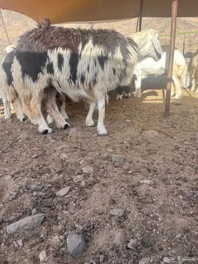 فحل نجدي صنف مشروط 5
