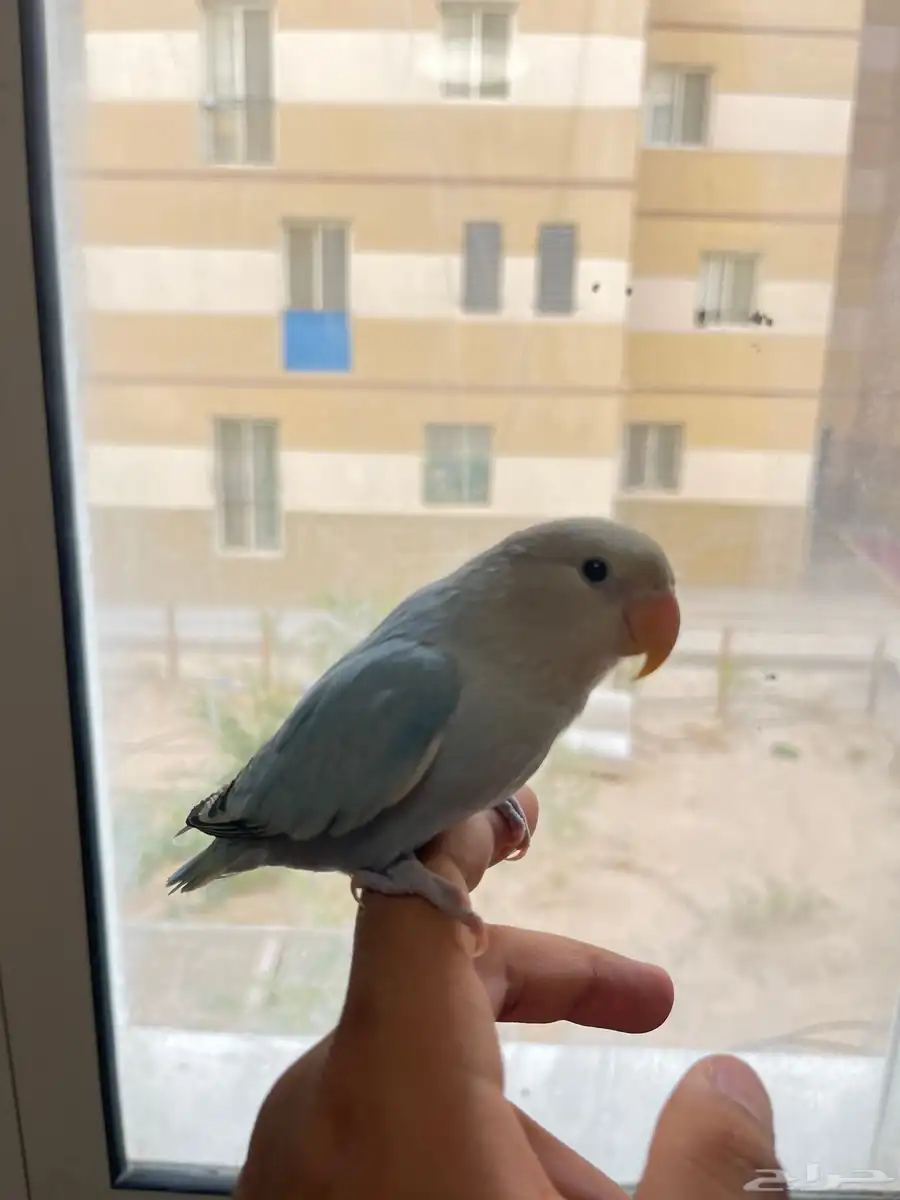 طير روز 0