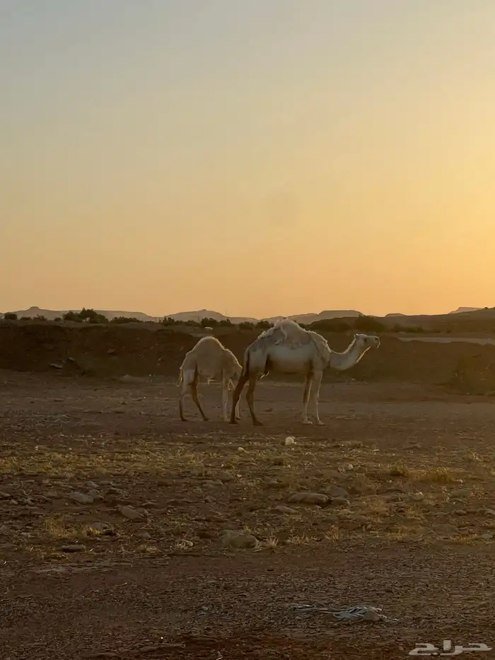 خلفه وضحى تحتها عمرها فوق ثمان شهور 1