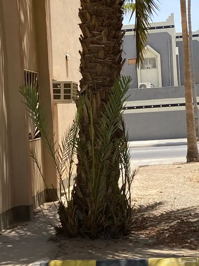 نخل وفسايل للبيع في الجبيل الصناعيه 3