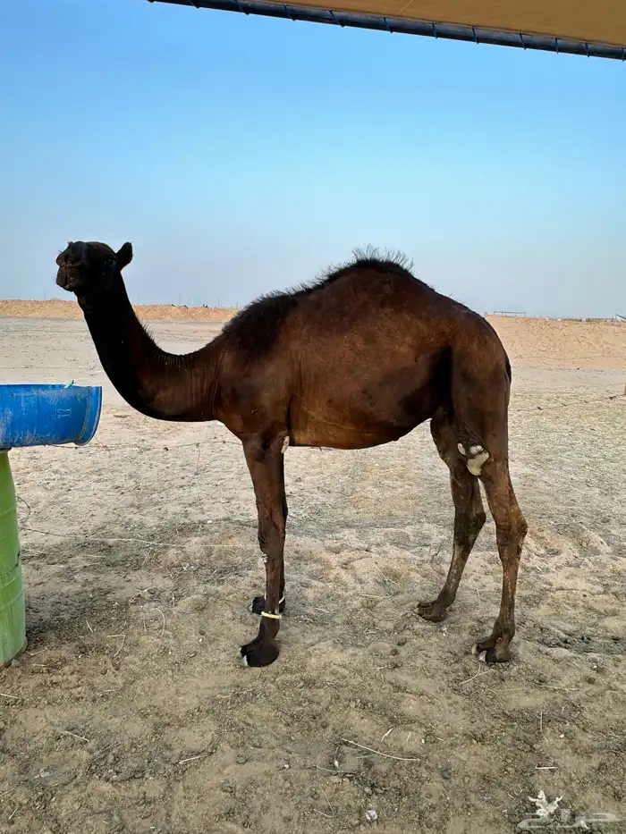 قعود مجهم مفرود 4