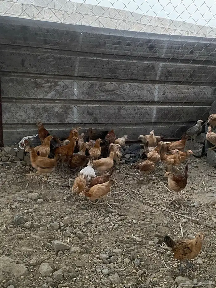 دجاج بلدي للبيع 10