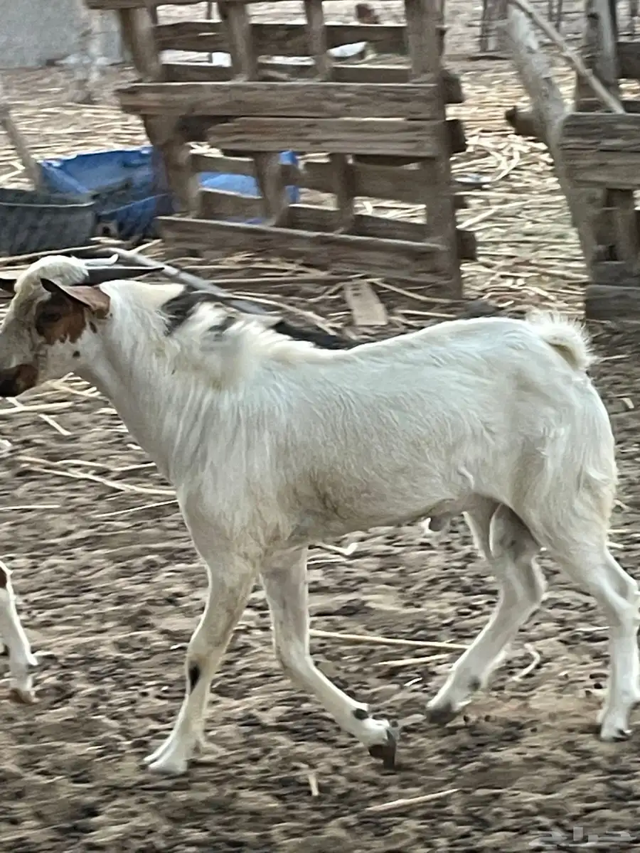 مشروع تيس فحل 4