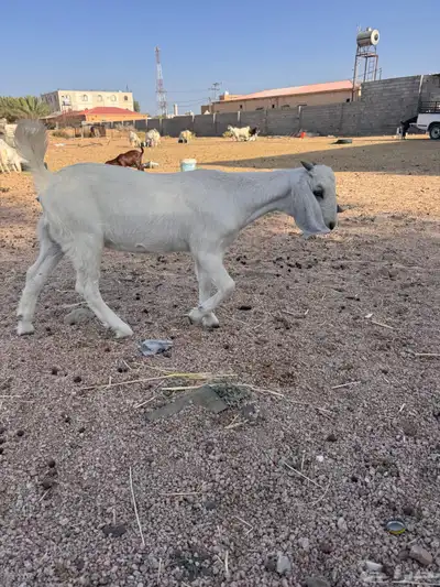 جفره مندي 1