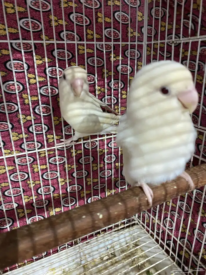 جوز روز منتج و جاهز تم البيع 1